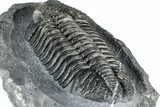 Prone Phacopid (Drotops) Trilobite - Mrakib, Morocco #357345-5